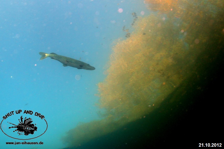 TG384-Sundhaeuser See 2012-10-21-003b (24)